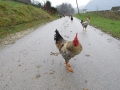 V neznano 2014-