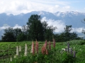 Dan-planincev2014-001a