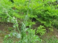 Kmetija Plavica 004
